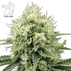 Logo for  - Queens Zugar Cookie #1